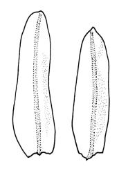 Macromitrium brevicaule, branch leaves. Redrawn with permission from Vitt (1983, cited as M. wattsii).
 Image: R.C. Wagstaff © All rights reserved. Redrawn with permission from Vitt (1983). 